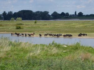 Uiterwaard, Bommelerwaard