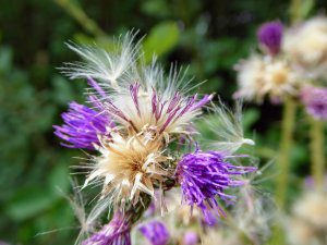 Het hoogveen verdroogt, maar gelukkig zijn er nog bloemen