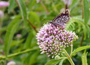 De warmte en de droogte zijn goed voor de vlinderstand