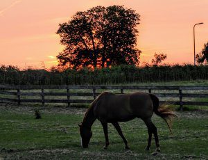 Paard in avondlicht