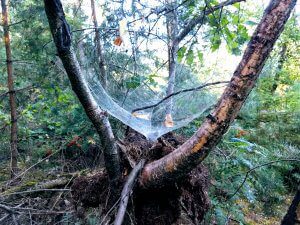 Trechterweb