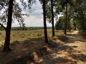 Bovenop de Utrechtse Heuvelrug