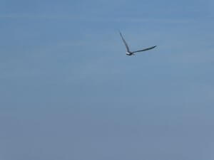 Medemblik, Stern. de Vooroever