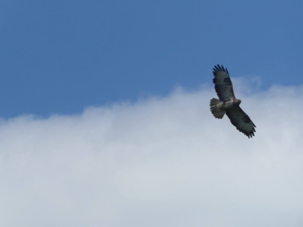 Buizerd