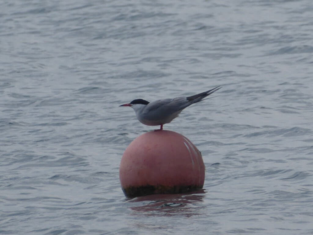 Noordse Stern