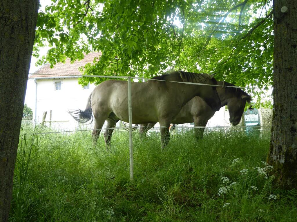 Konikpaarden