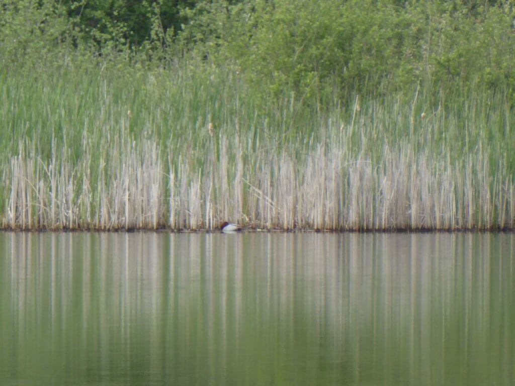 Wat ruist daar in het riet?