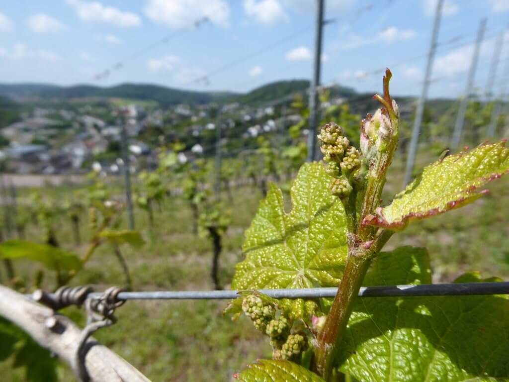 It's a giant riesling!