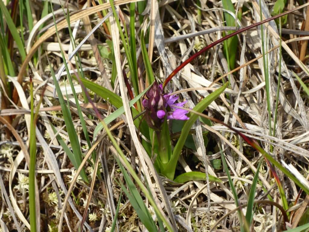 Orchidee - Rietorchis?