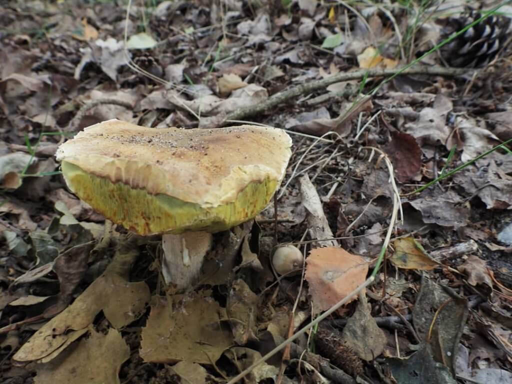 Volop Paddenstoelen