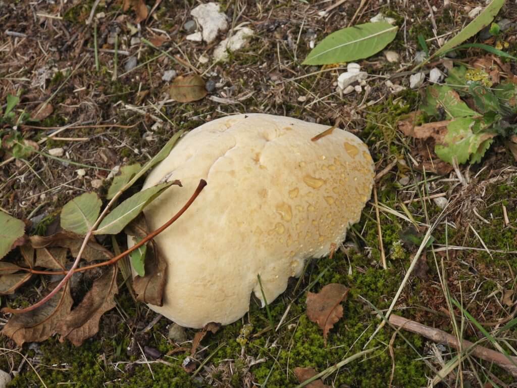 Zwetende paddenstoel: Guttatiedruppels