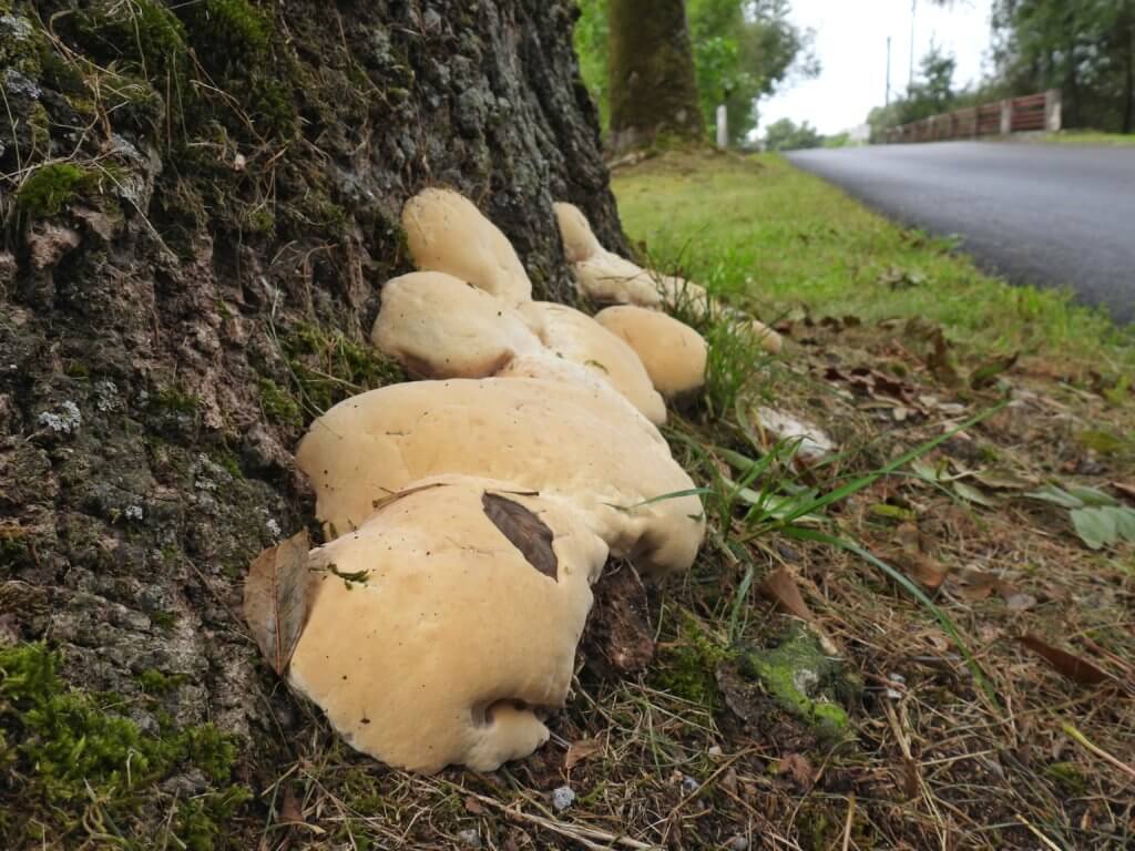 Zwetende paddenstoel: Guttatiedruppels