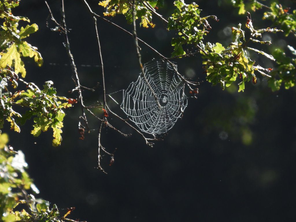 Spinrag in het licht