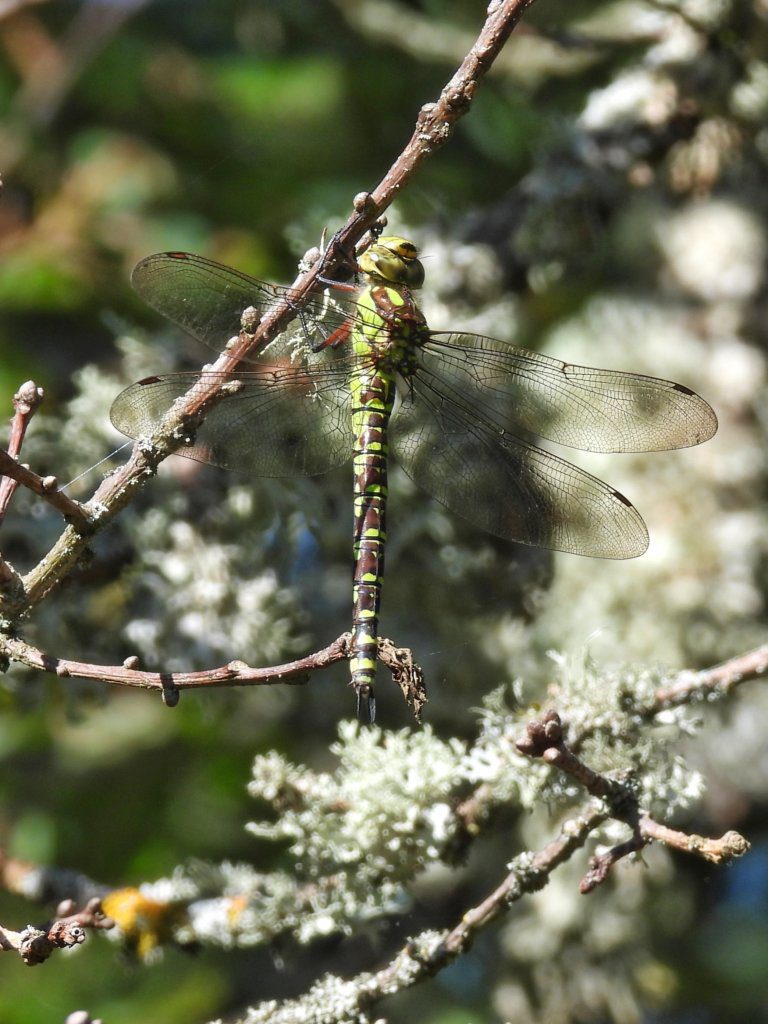 Libelle