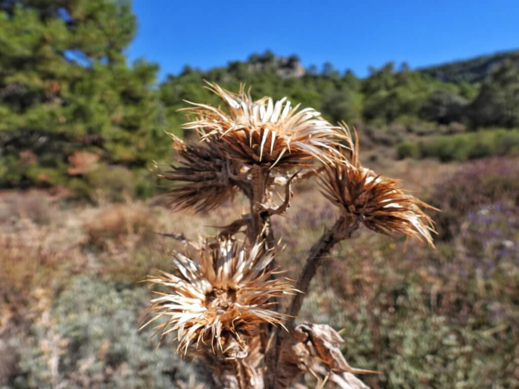 Onderweg naar Uña - Distel