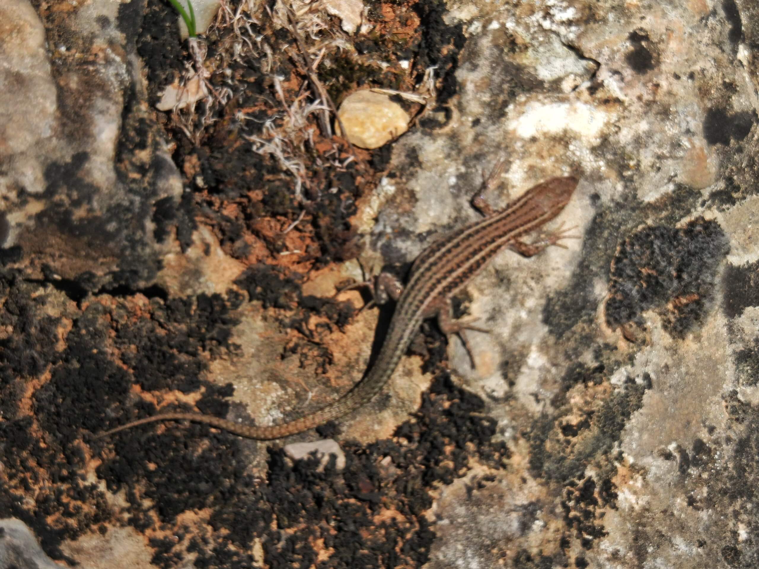 Ciudad Encantada - Fauna