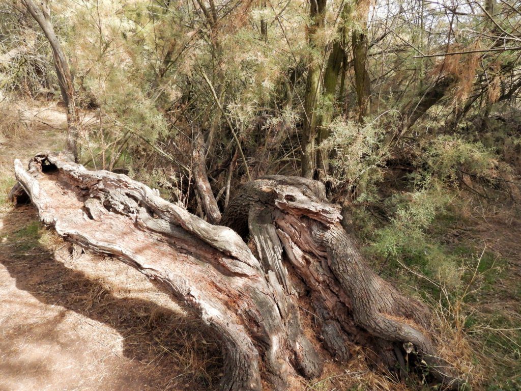 Tablas de Daimiel