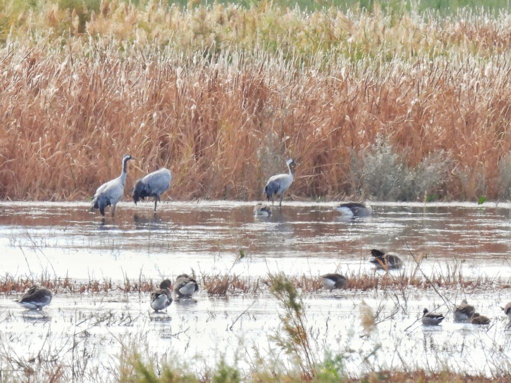 Tablas de Daimiel - Kraanvogels