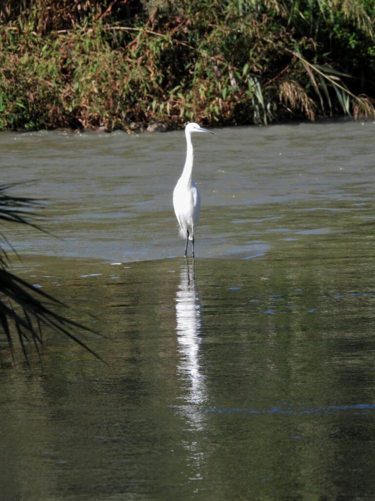 Córdoba - Grote Zilverreiger bij Molina de San Antonio