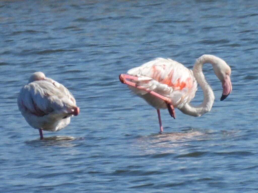 Flamingo's