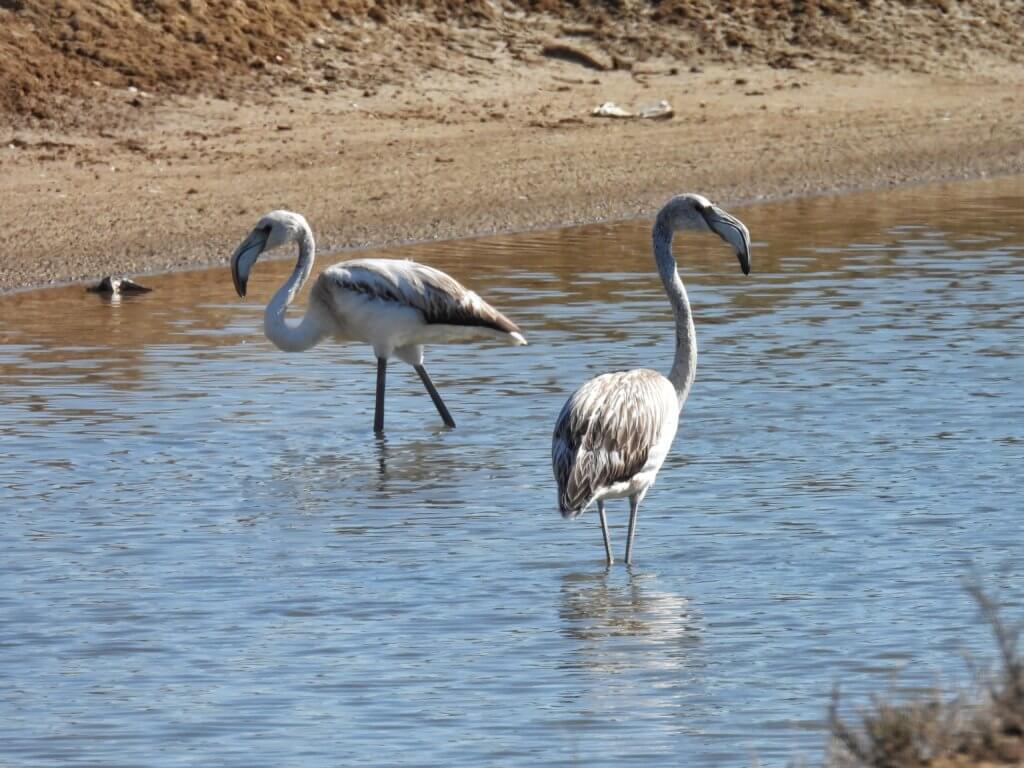 Flamingo's