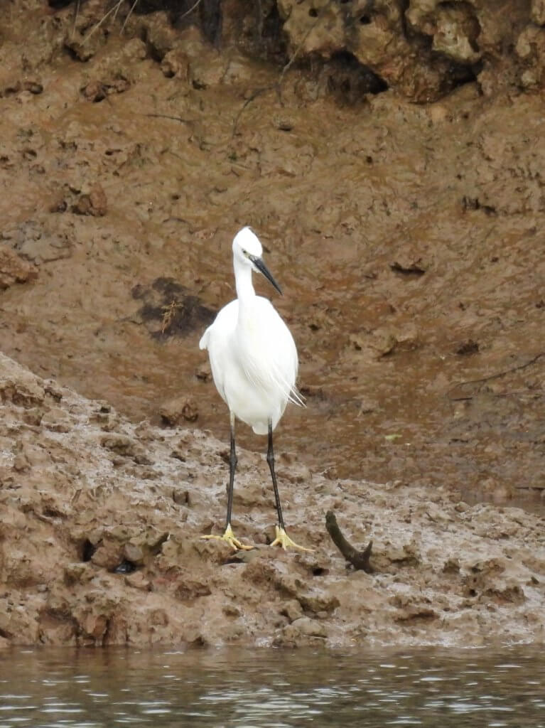 Kleine Zilverreiger