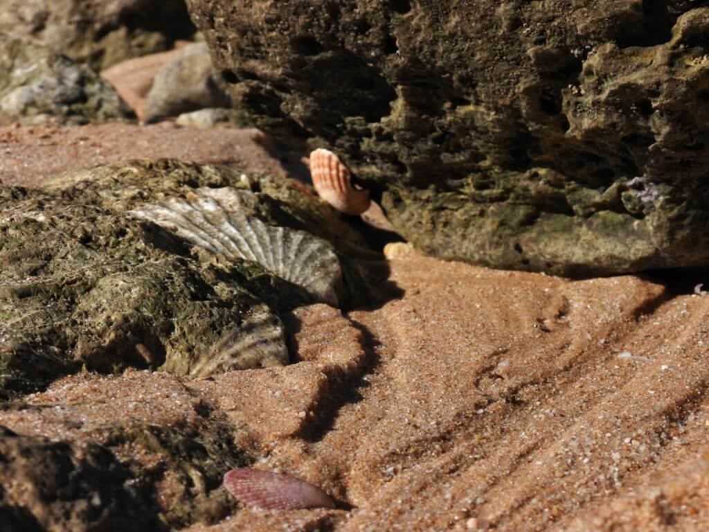 Fossiele schelpen tussen hedendaagse neven