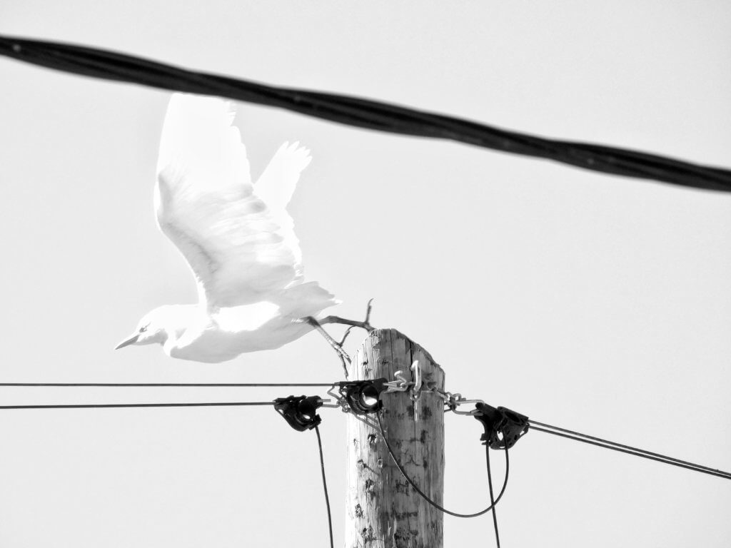 Kleine zilverreiger