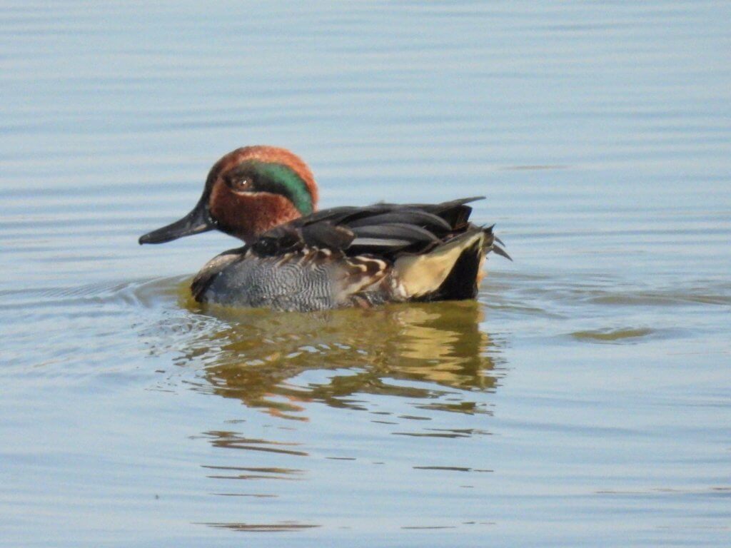 Wintertaling - Lagoa dos Salgados