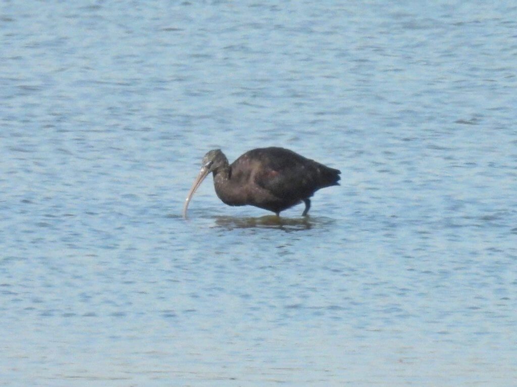 Zwarte Ibis - Lagoa dos Salgados