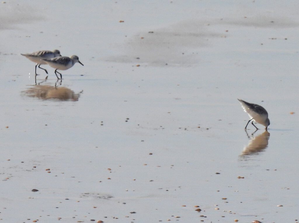 Matalascañas - Strandlopers