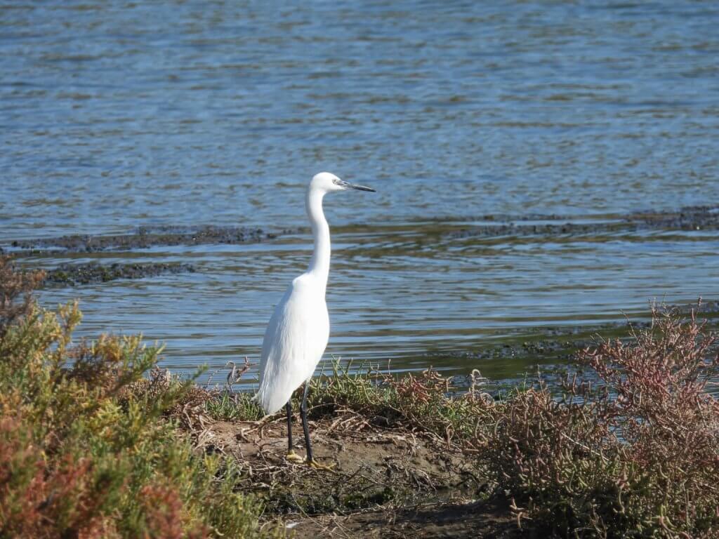 Grote Zilverreiger - Marismas