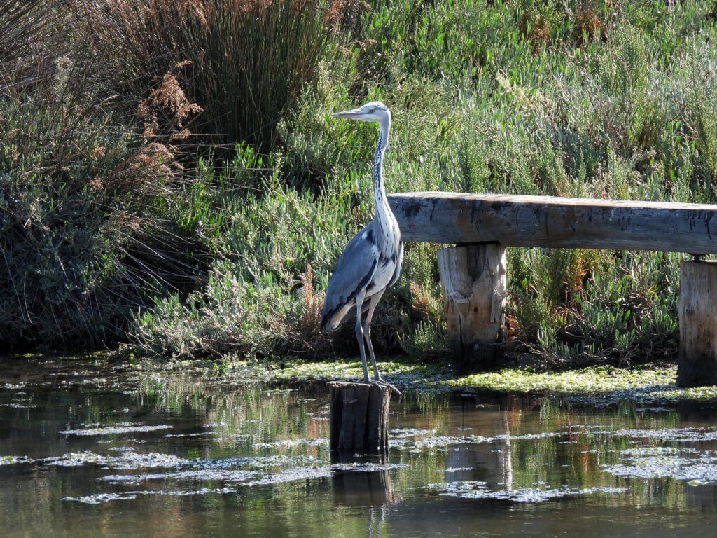 Blauwe Reiger op paal - Marismas