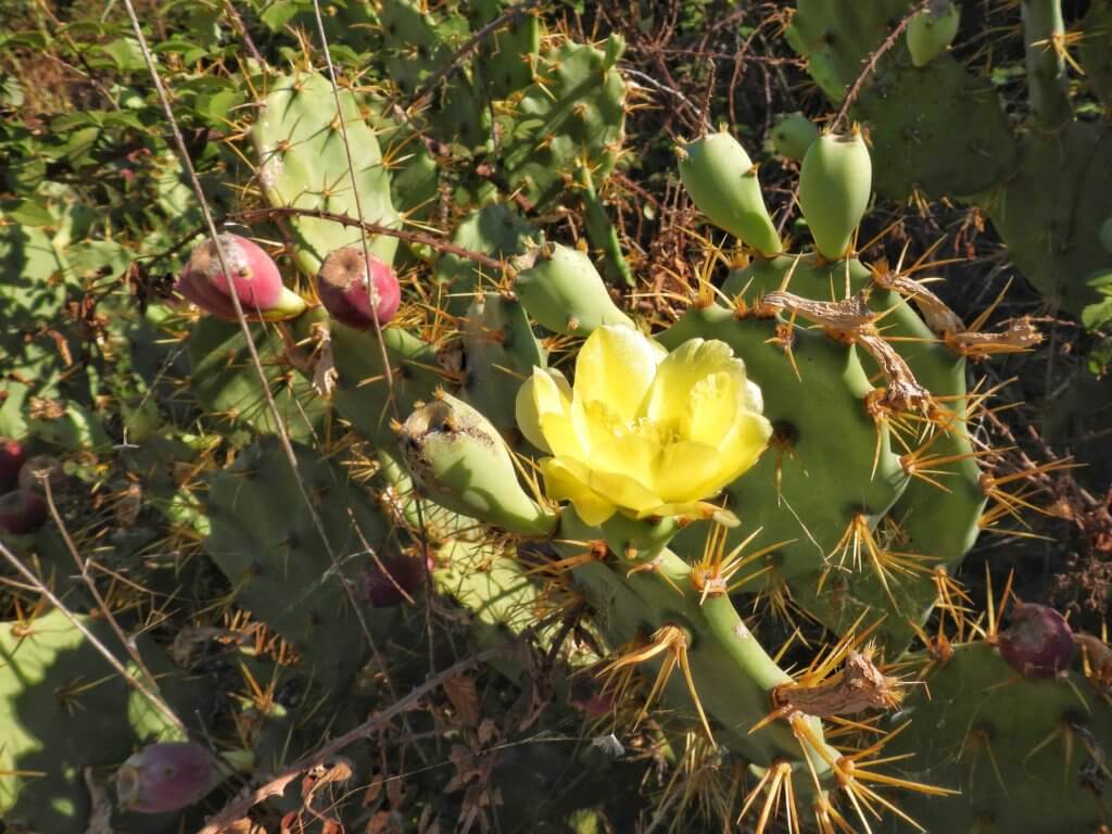Cactus in bloei aan de Via Verde