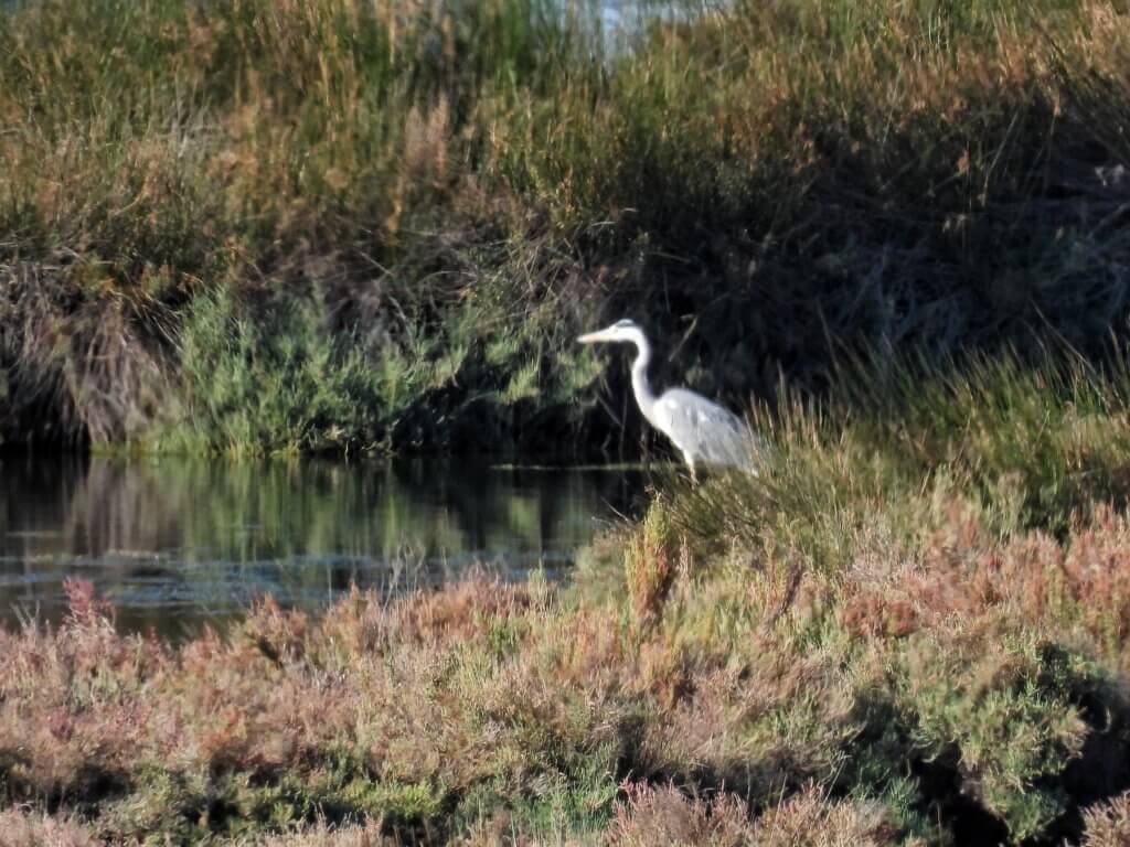 Blauwe Reiger - Marismas