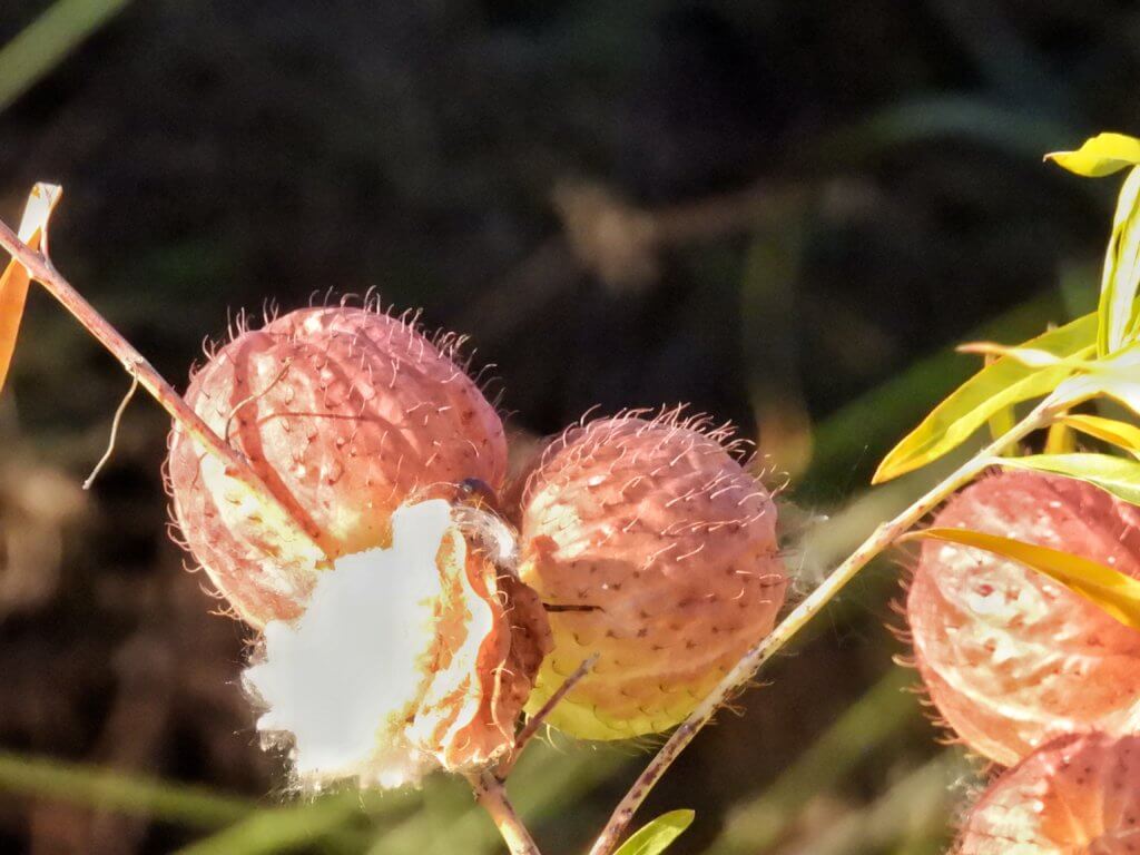 Mooie planten