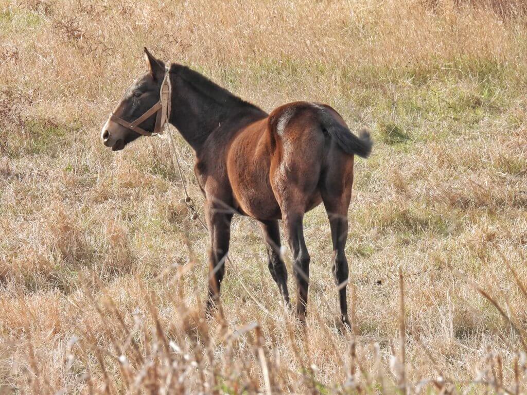 Castro Verde - Paard