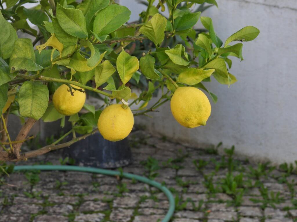 Lulé - Citroenen in de tuin van het politiestation