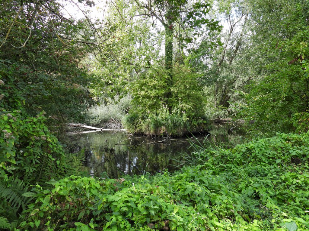 Bos bij de Beemden