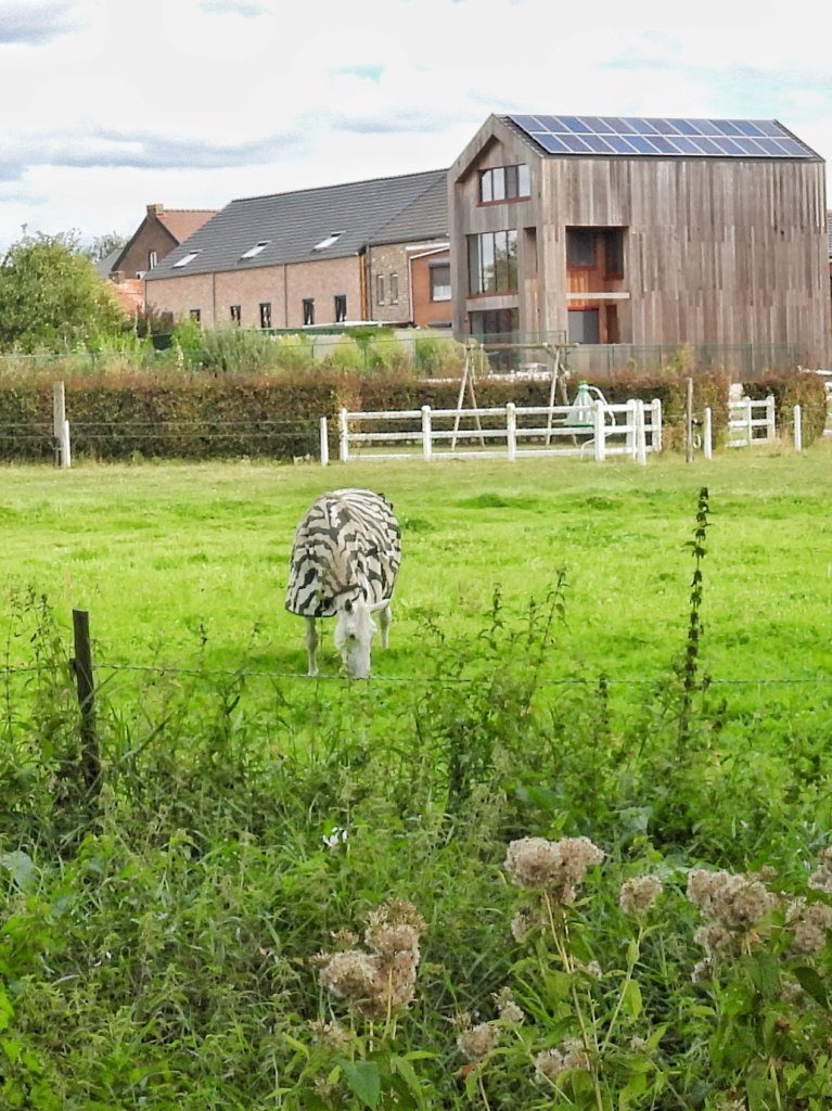 'Zebra', de Beemden