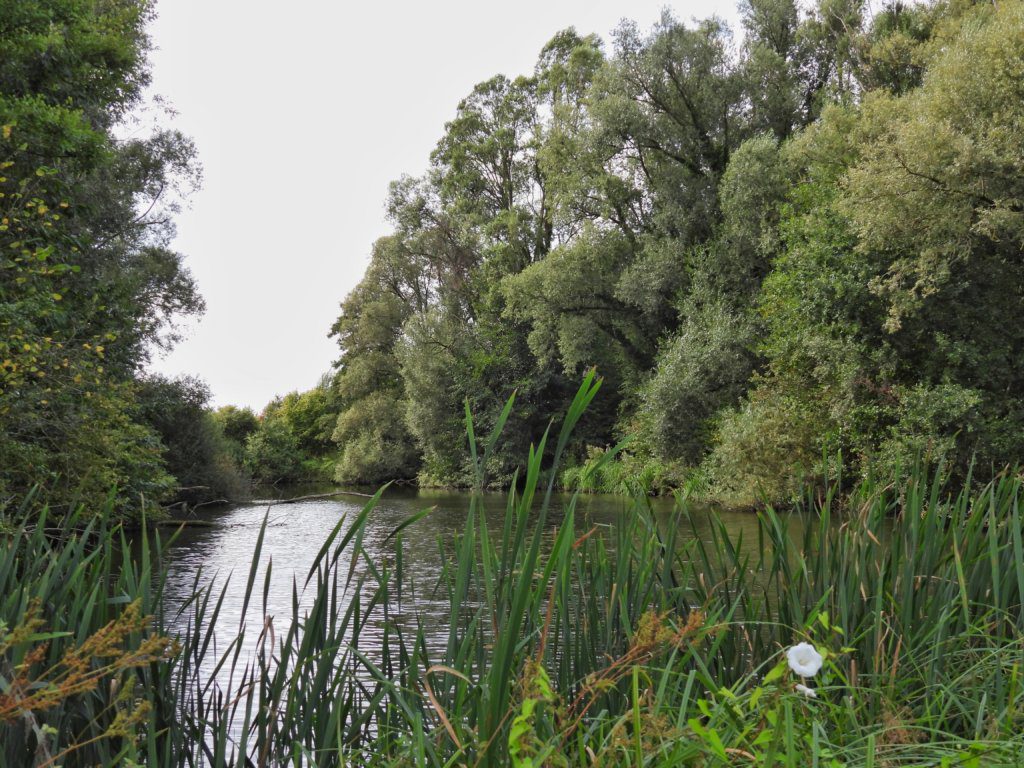 Bos bij de Beemden