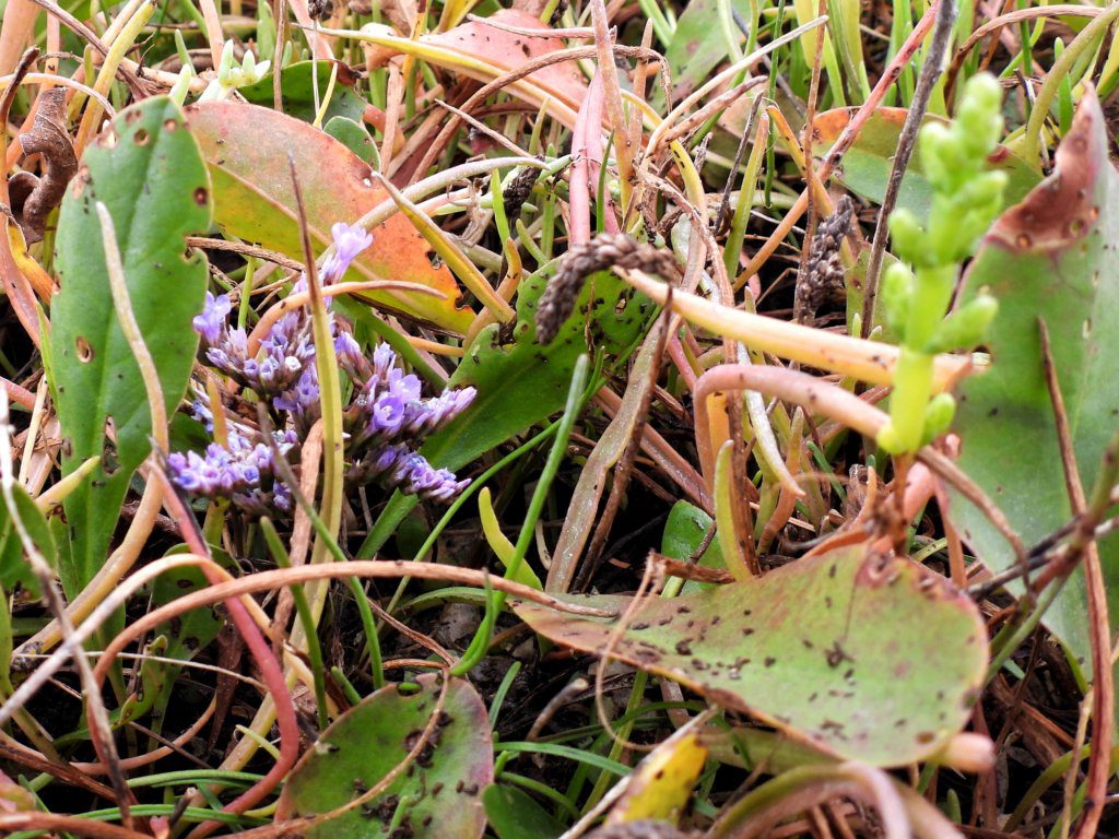 Getijden flora