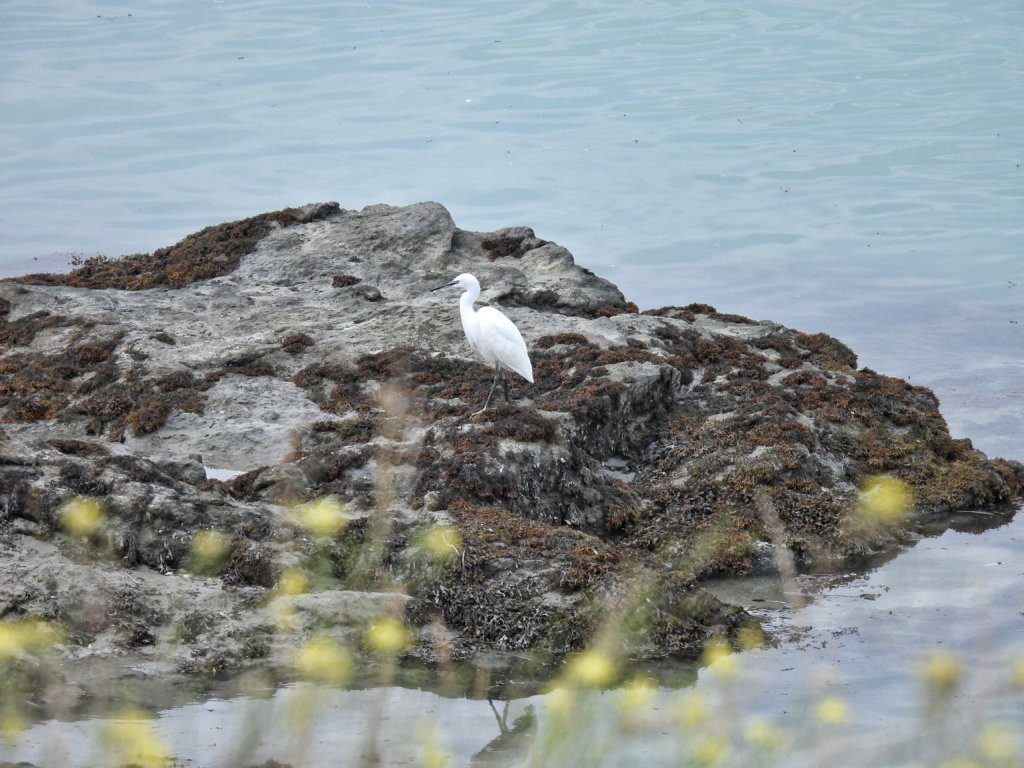 Grote Zilverreiger