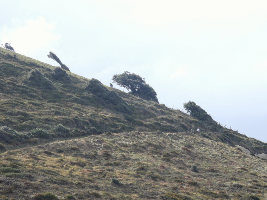 Bomen staan schuin door de wind