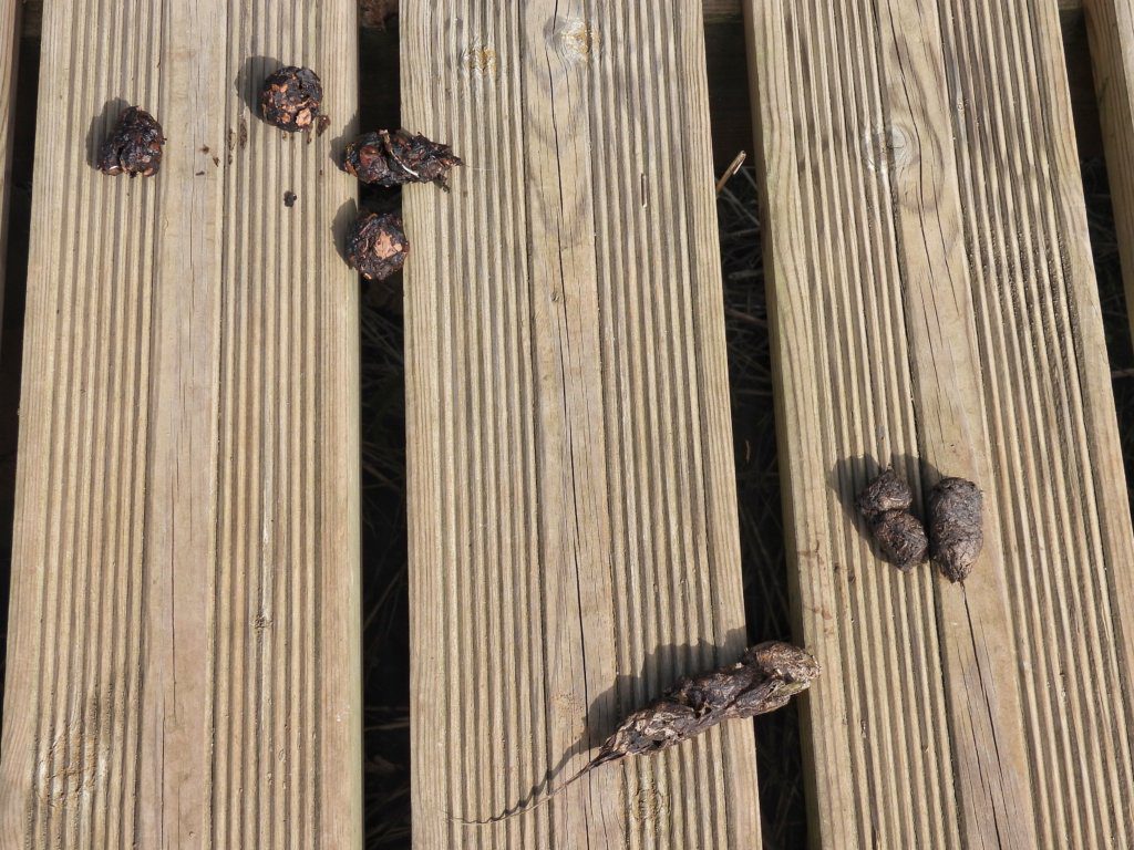 Vossendrollen