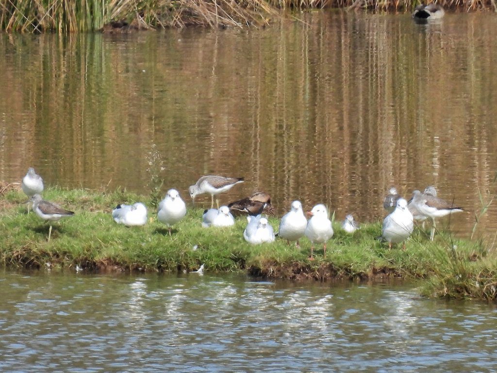 Groenpootruiters (en meeuwen)