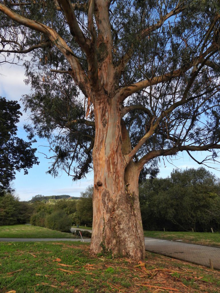 Grote eucalyptusboom