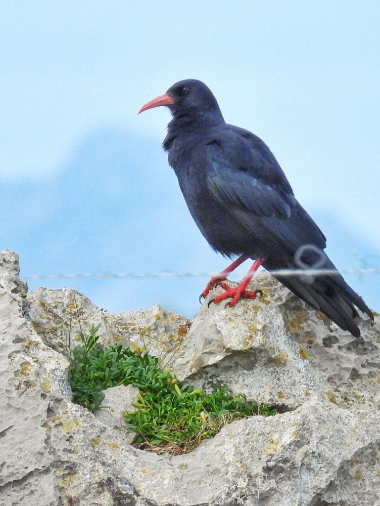 Alpenkraai met Picos de Europa op de achtergrond