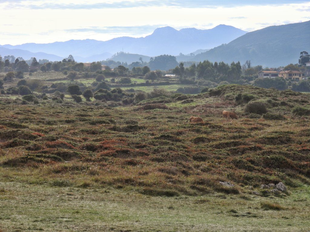 Picos de Europa