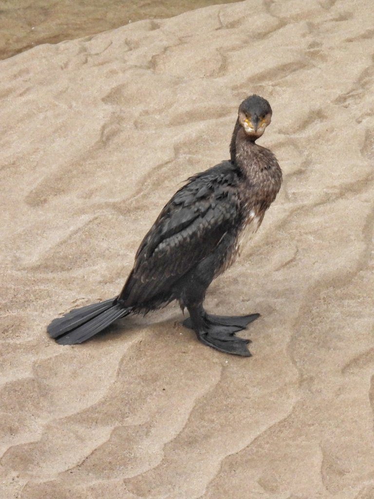 Aalscholver op Playa Guadamia